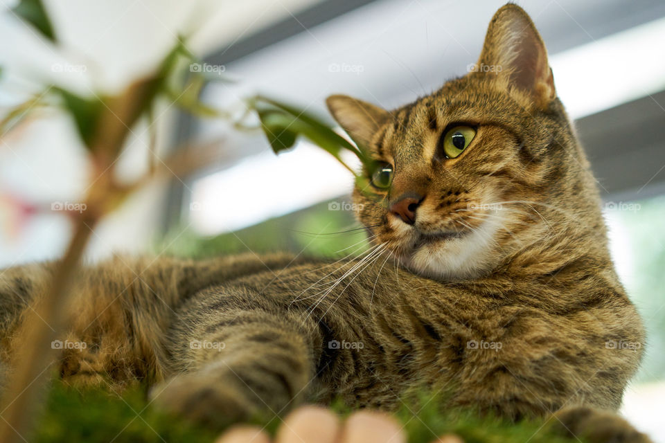Close-up of cat resting on grass
