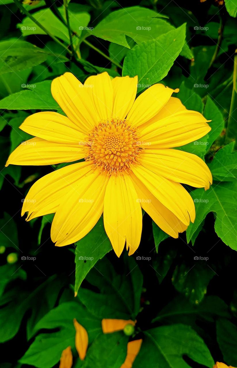 Beautiful flower with golden yellow petals.