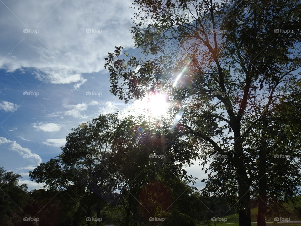 Tree, Sun, Nature, Landscape, Fair Weather