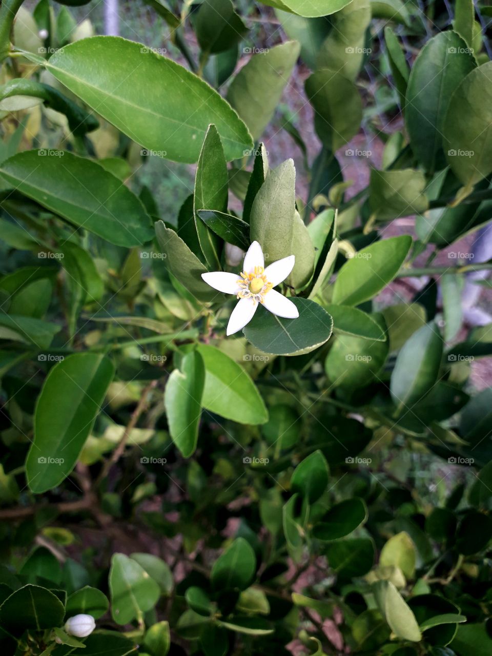 Lemon tree flower