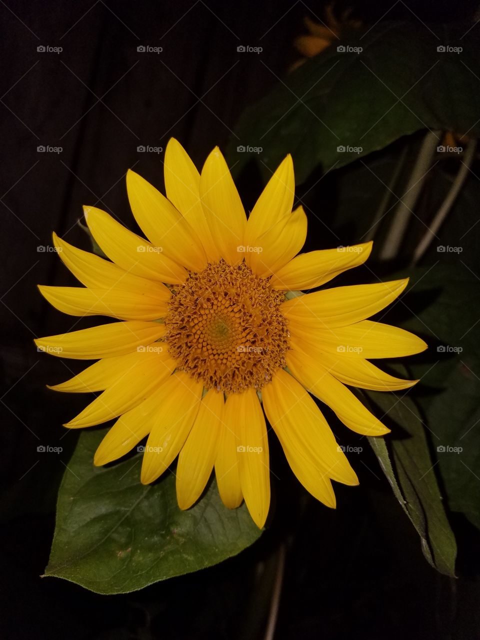 sunflower