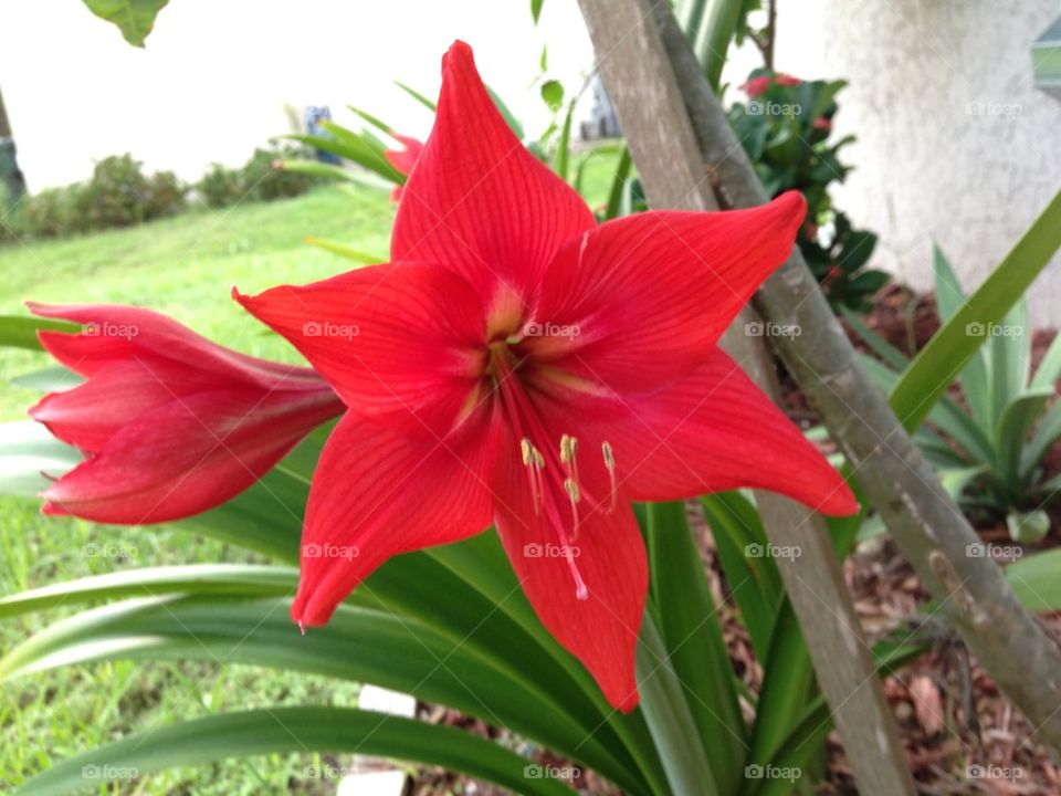 Amaryllis