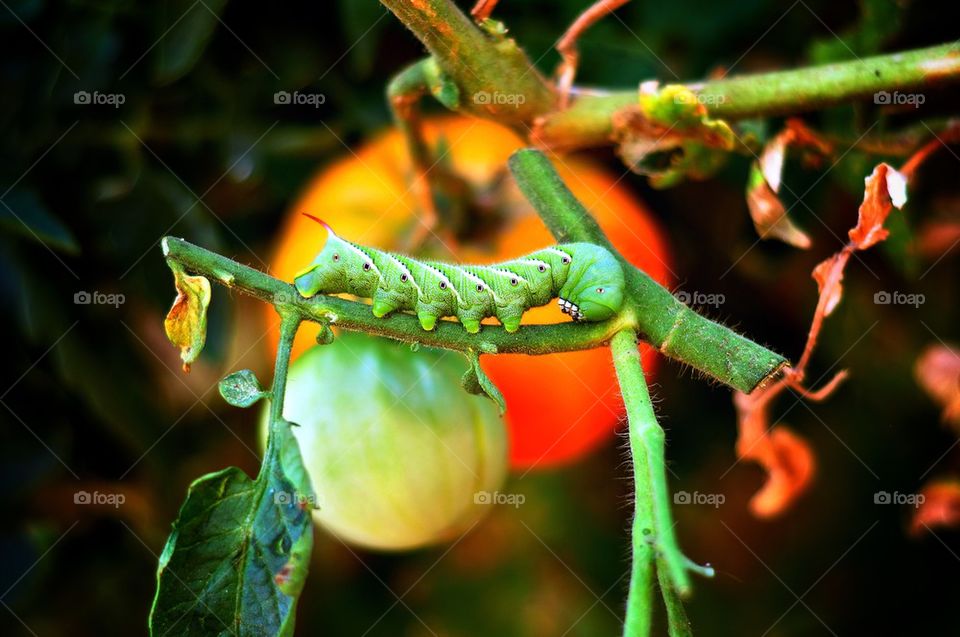 Green caterpillar 