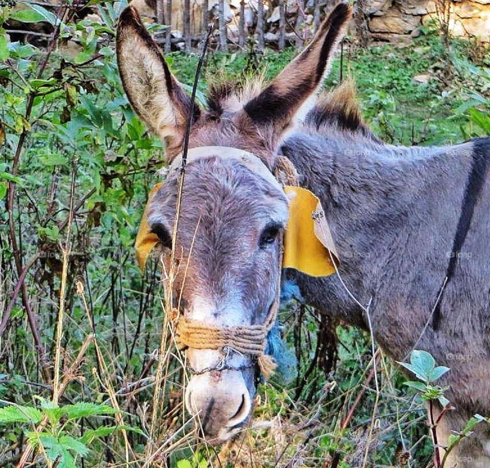 Donkey on a farm