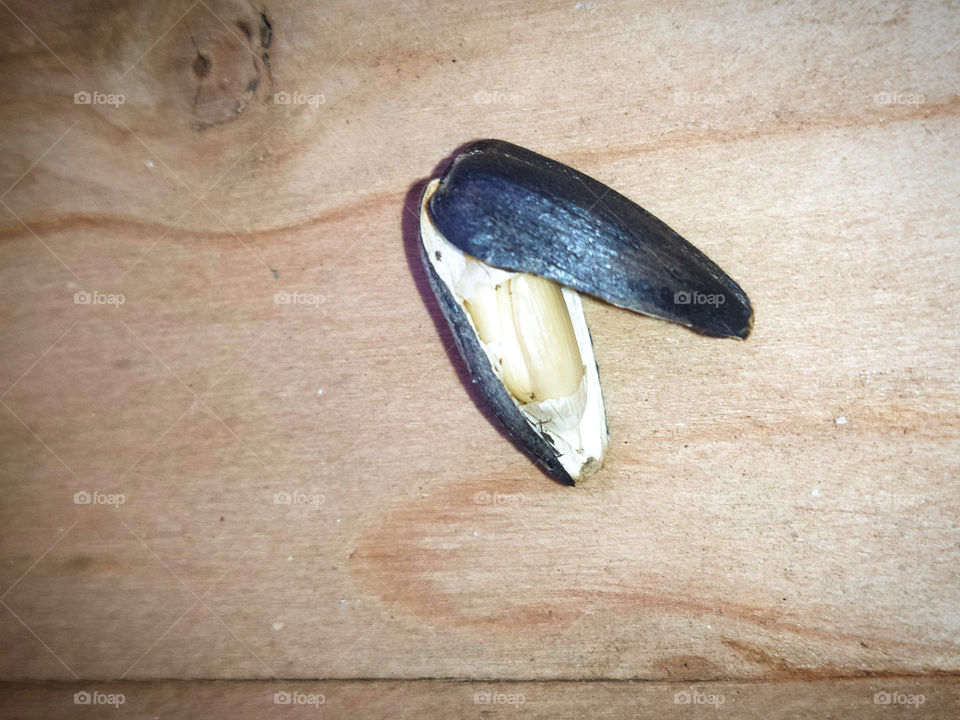 One sunflower seed that burst