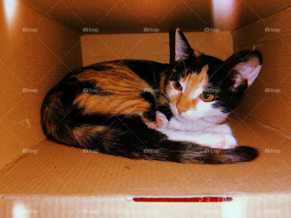 My cat in a box