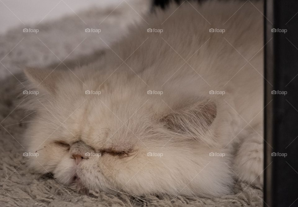 Cute cat in cat cafe shop in Bangkok Thailand