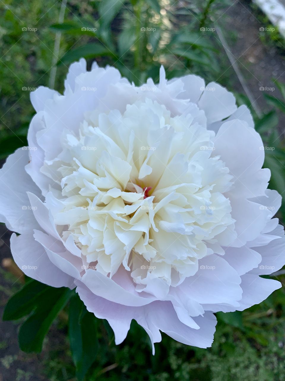 white peony. shades of white