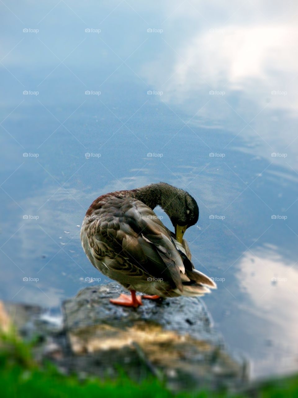 Mallard Duck @ Halifax Public Gardens - Halifax, Nova Scotia