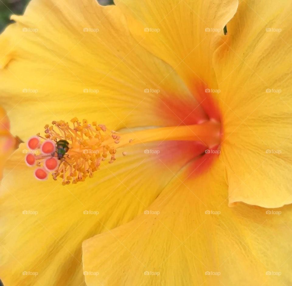 Macro yellow hibiscus and ladybug