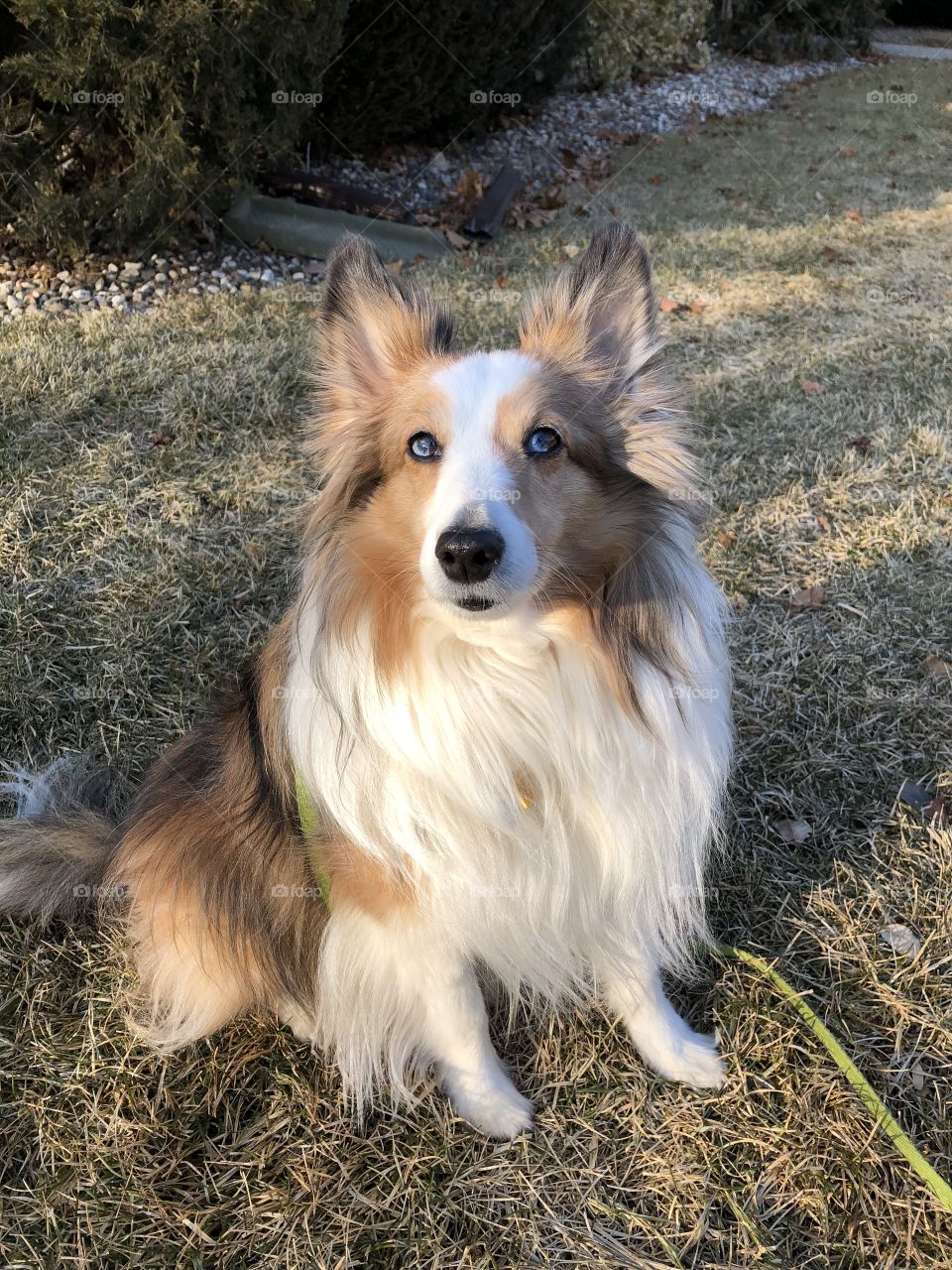 Sheltie 