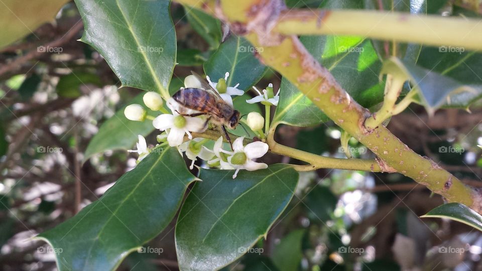 honey bee. spring blooms