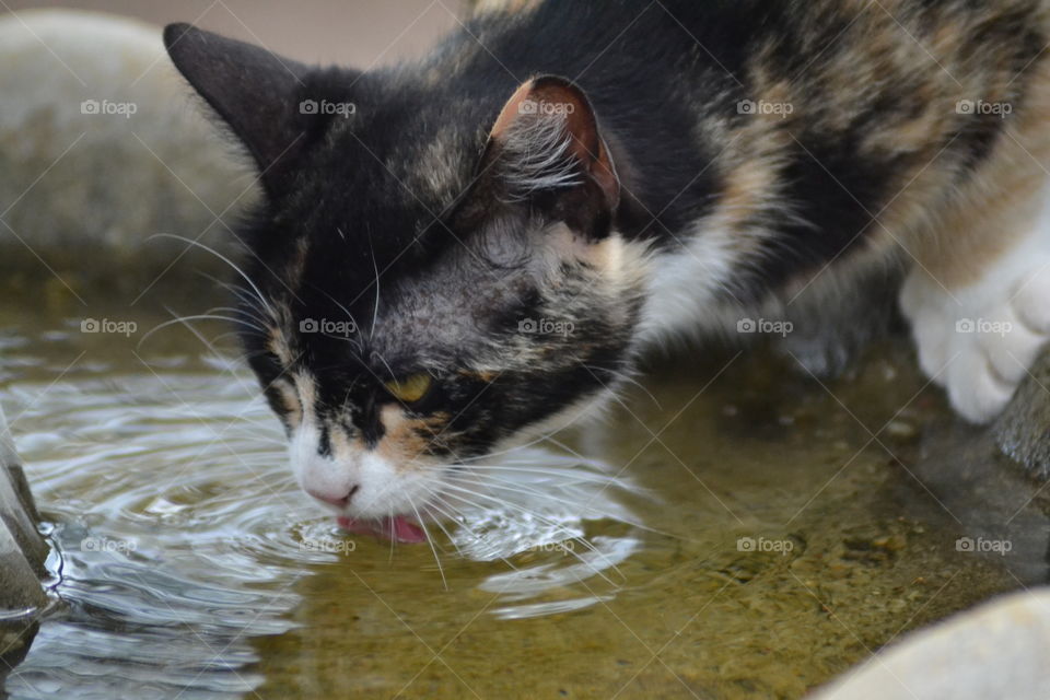 Calico cat drinking from bird bath
