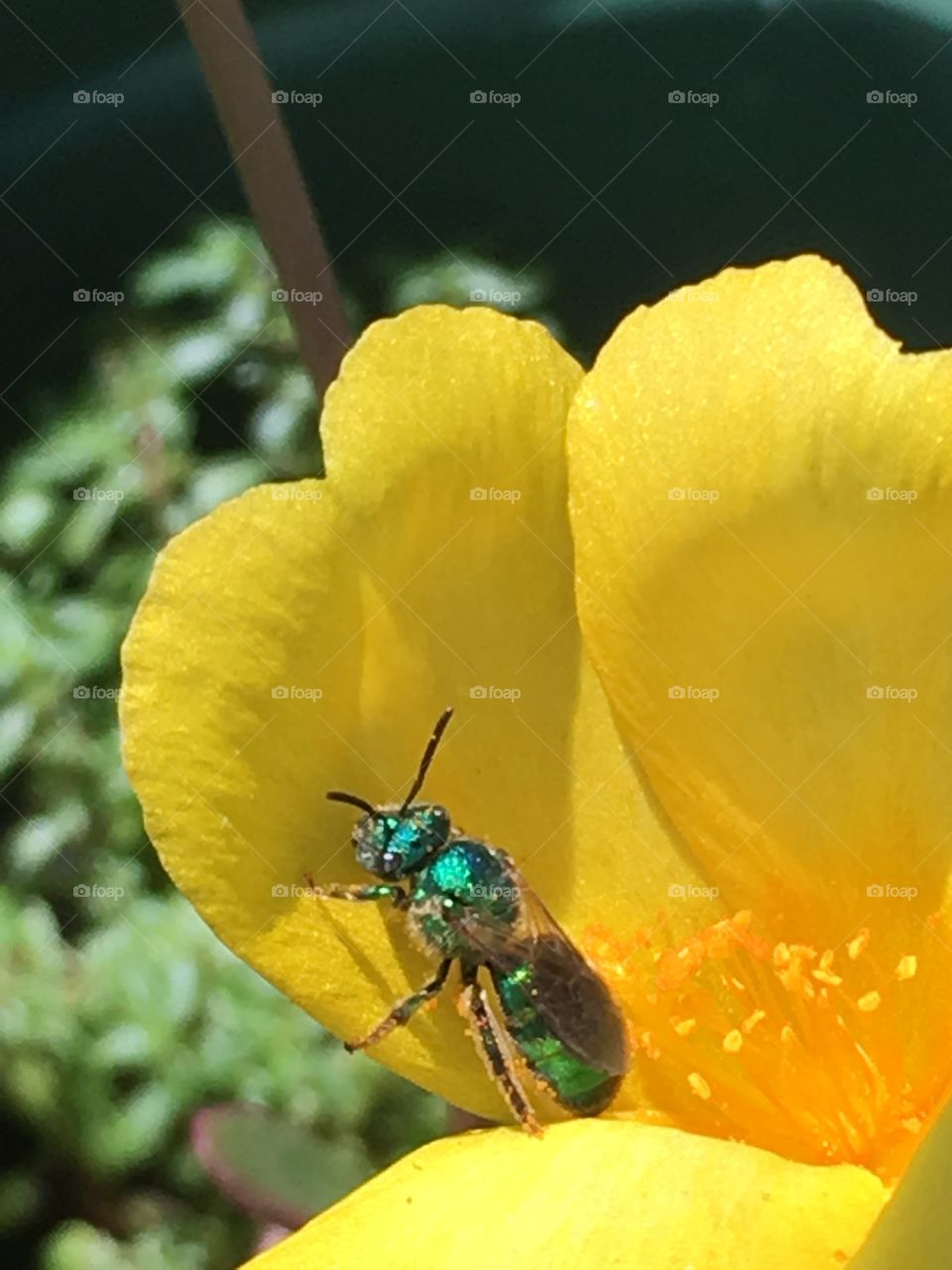 Green Bee on a Yellow Flower