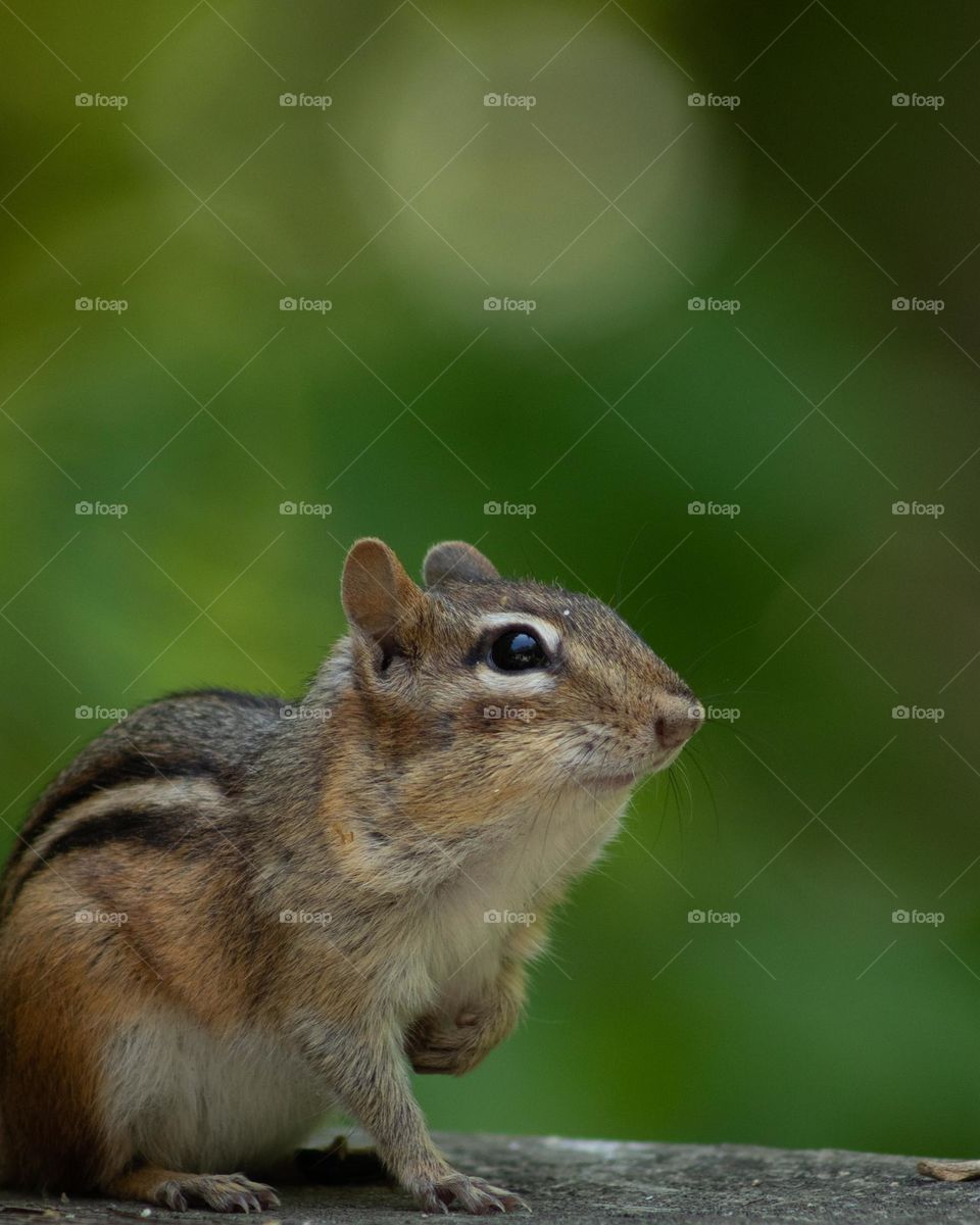 Peanuts Please