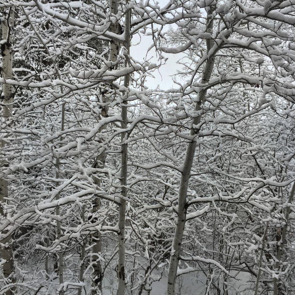 Snow covered trees 