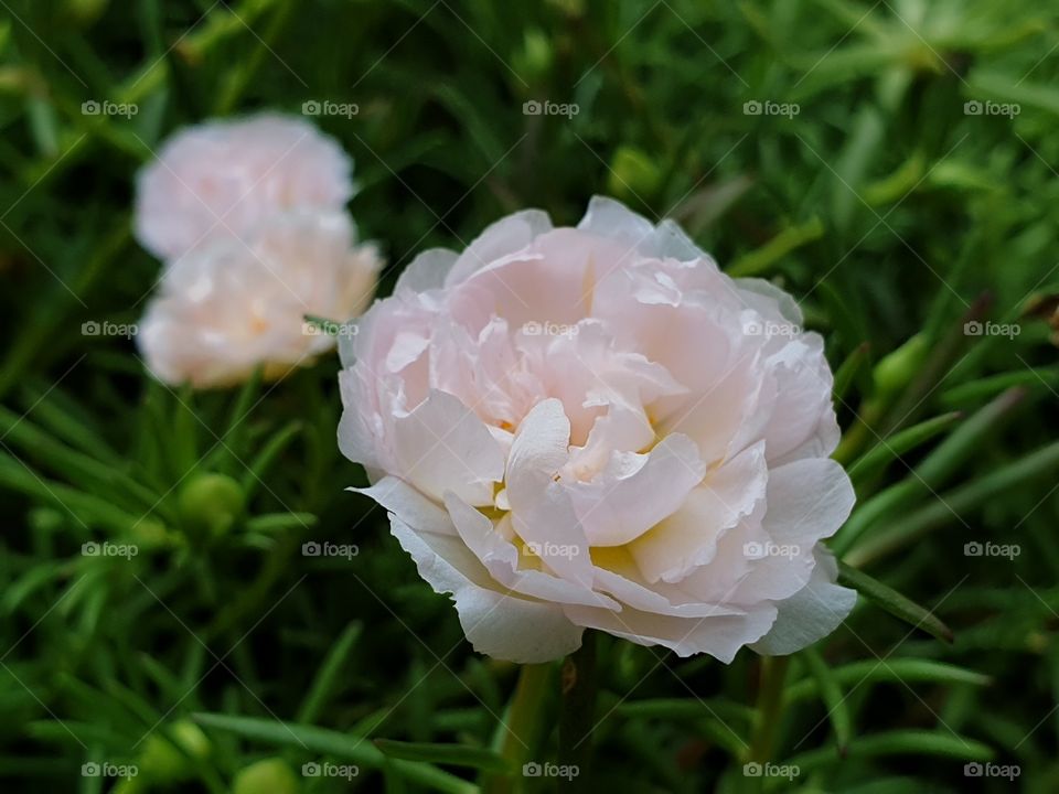  Portulaca Grandiflora or Moss-rose