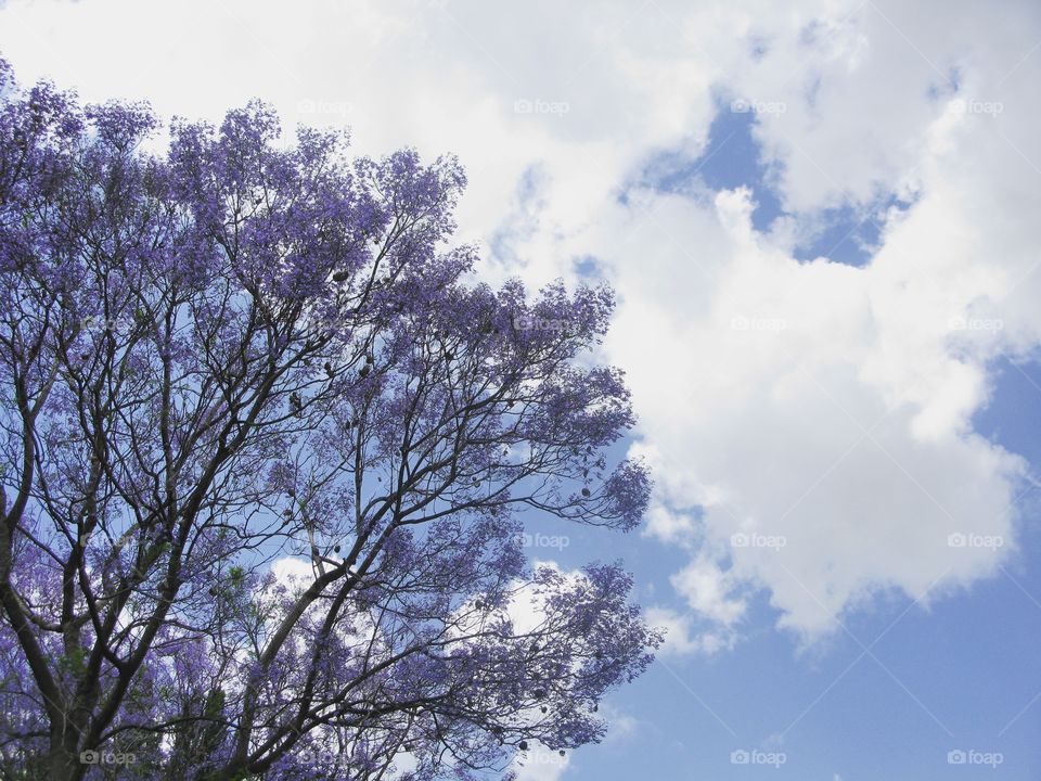 Purple blossoms