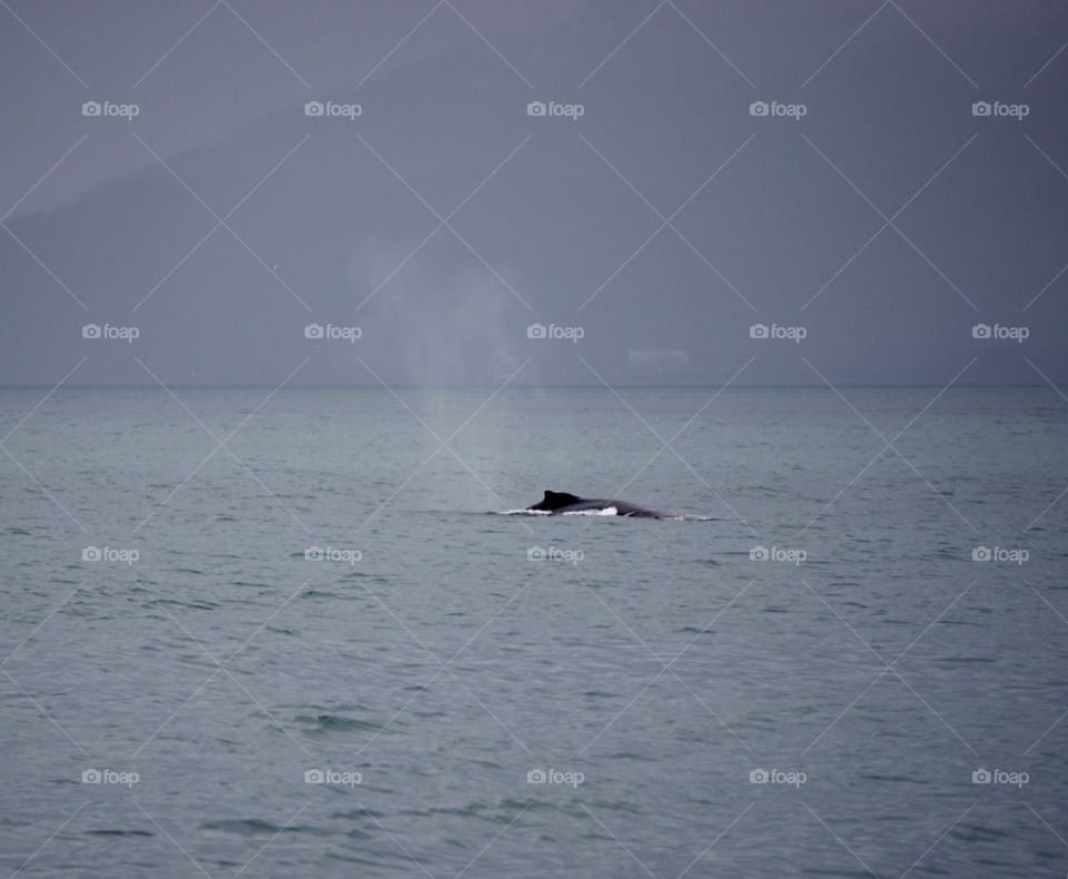 Humpy. Seward Alaska whale migration 