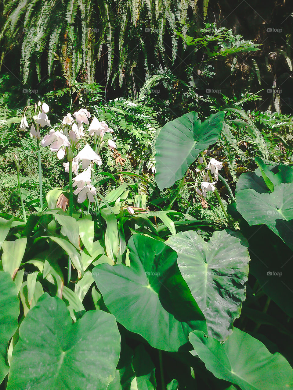 Leaf, Flora, No Person, Nature, Flower