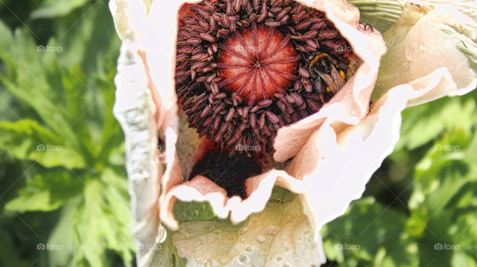 garden macro summer poppy by chris7ben