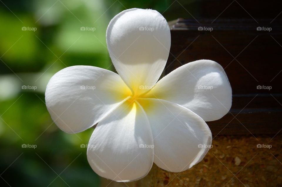 Frangipani