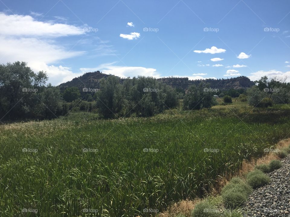 Landscape, Agriculture, No Person, Sky, Tree