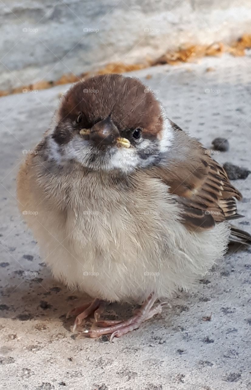 A fresh woodsparrow...