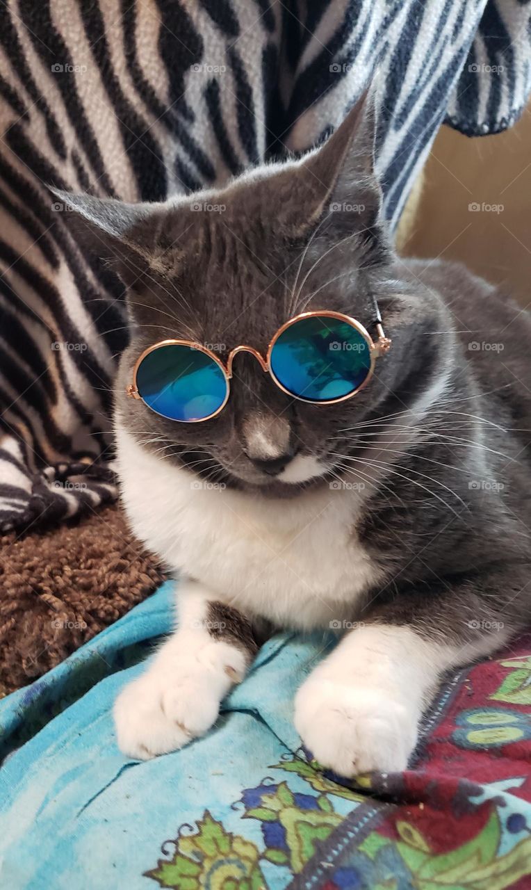 cool cat
