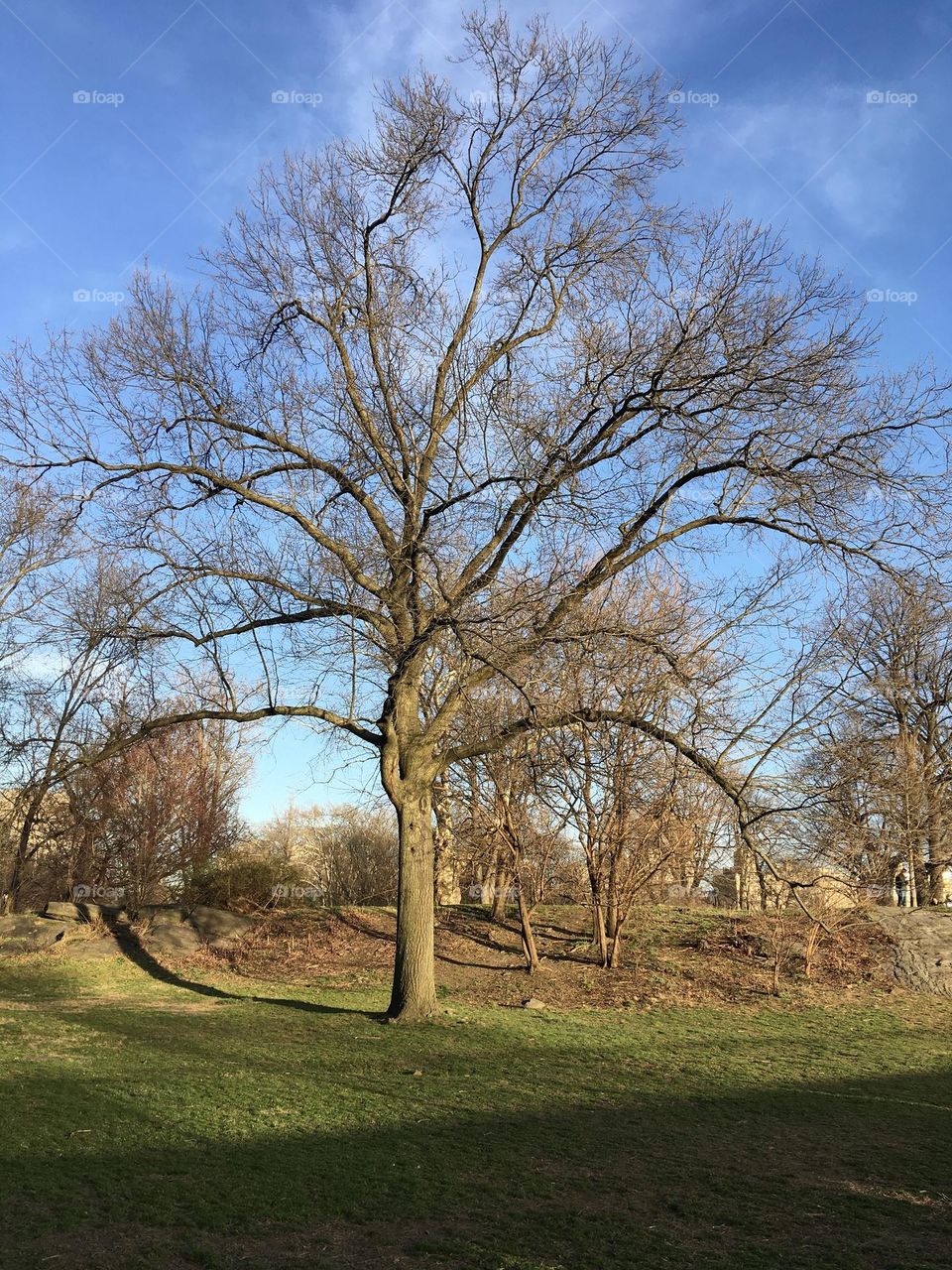 The tree and the sky