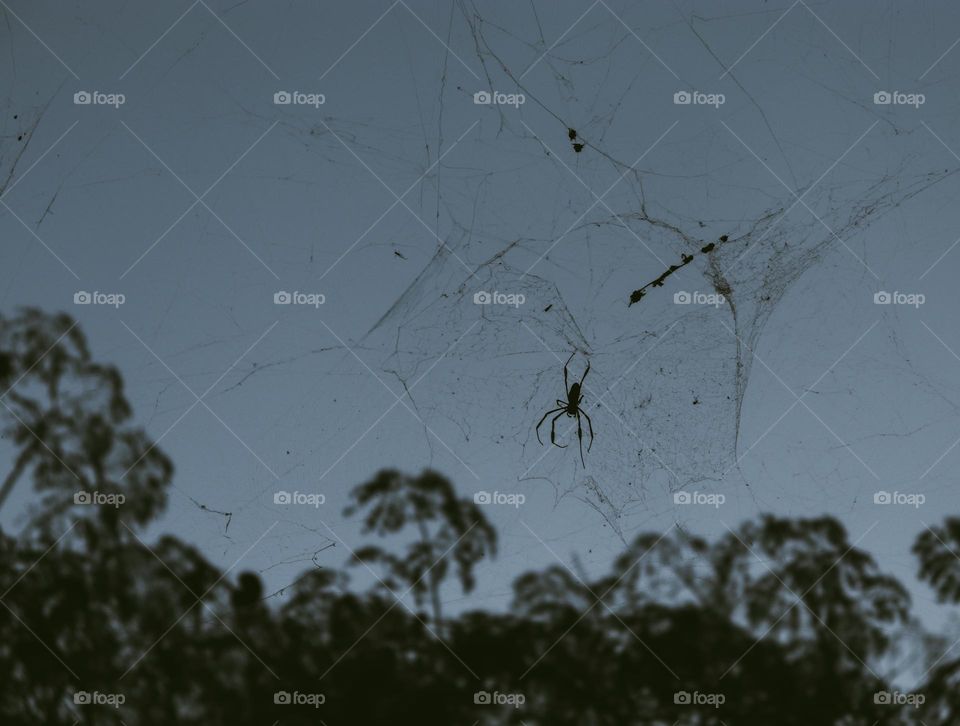 Spider on the web.