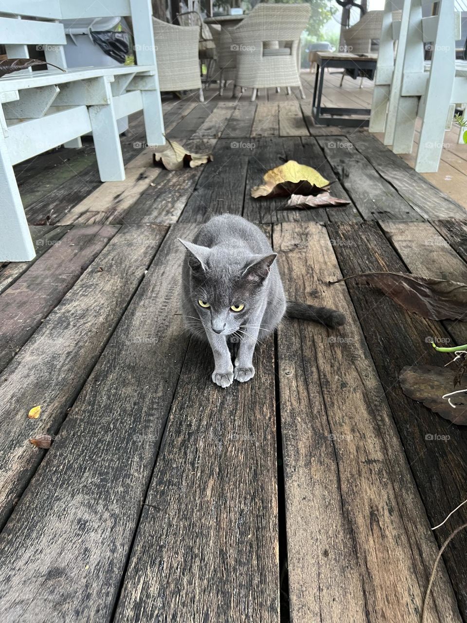 image of cat walking to welcome