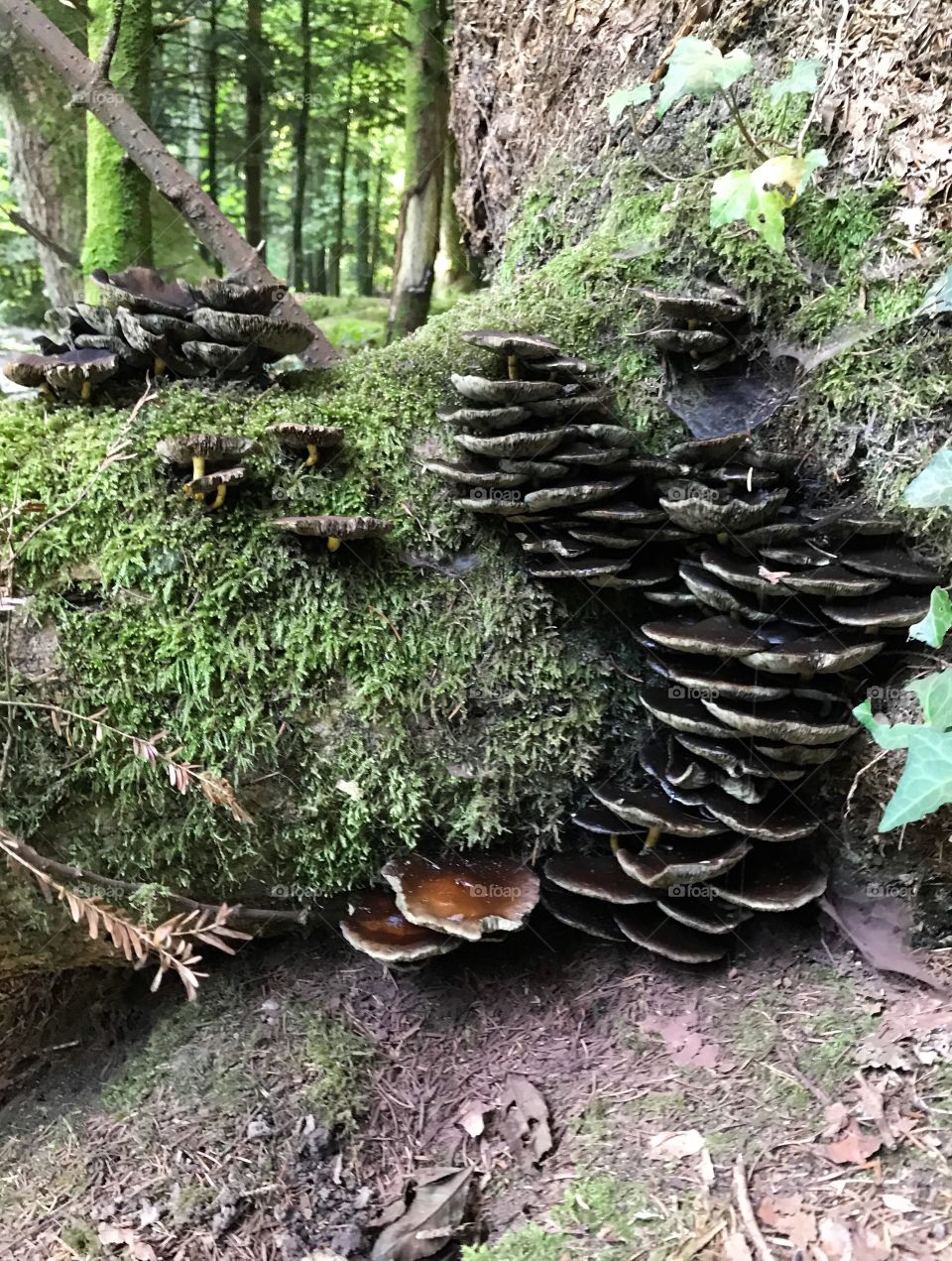 Steibachweiher Mushroom Moss