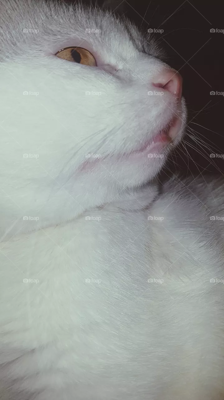 cat Amur