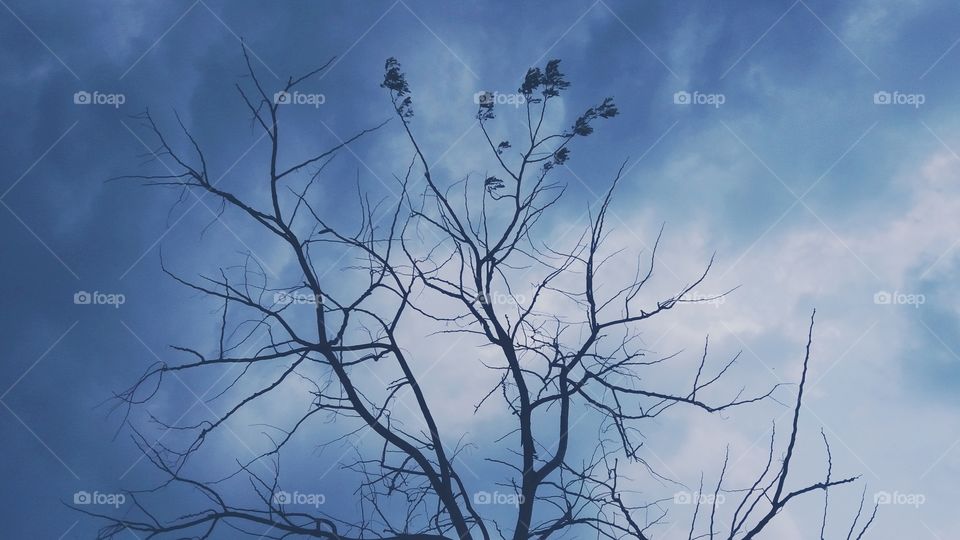 Tree and sky