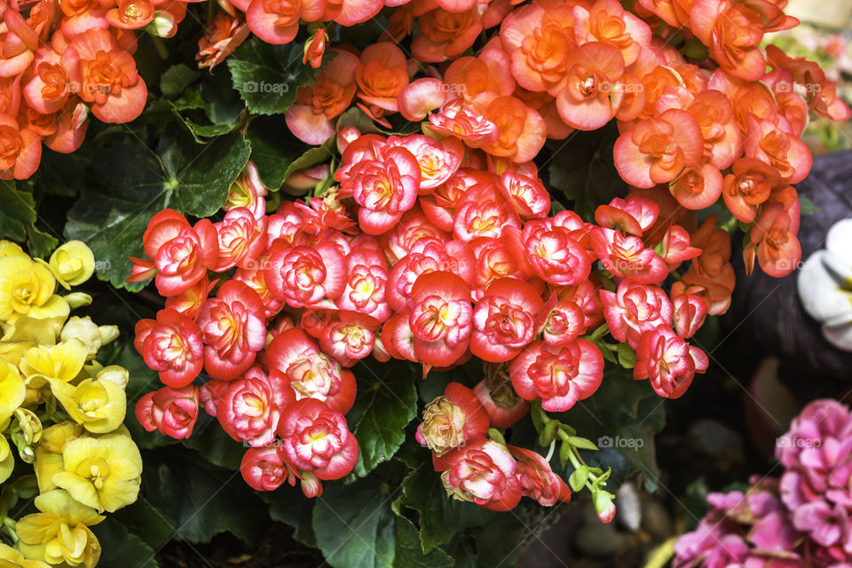 Colorful of red and yellow flowers