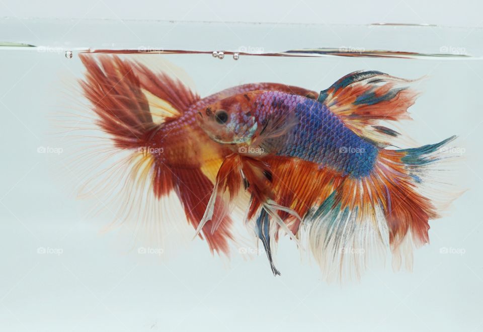betta fish