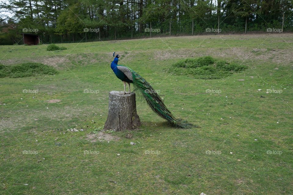 Peacock 