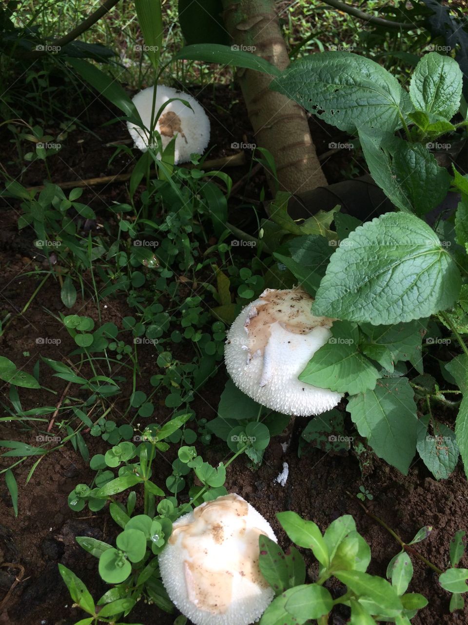 jamur ngumpet dibawah rumput