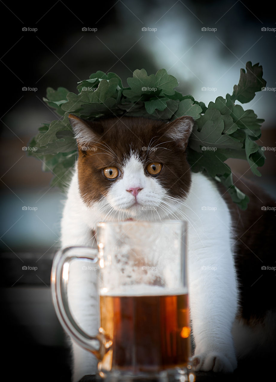 A serious cat with wreath and cup of beer