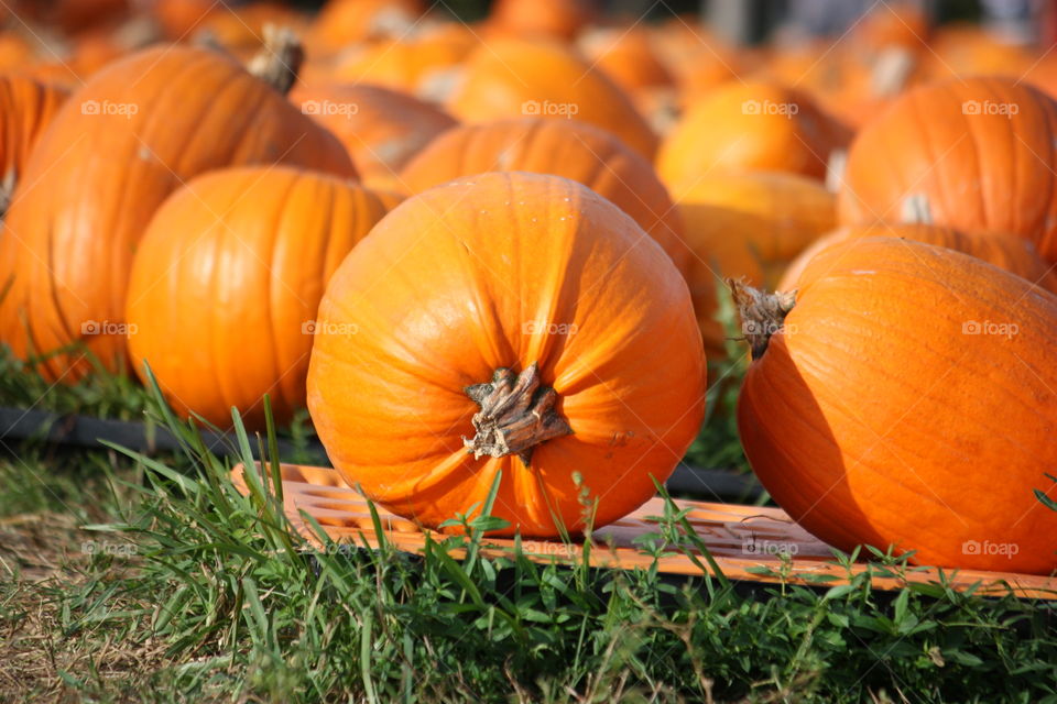 Close-up of pumpkin