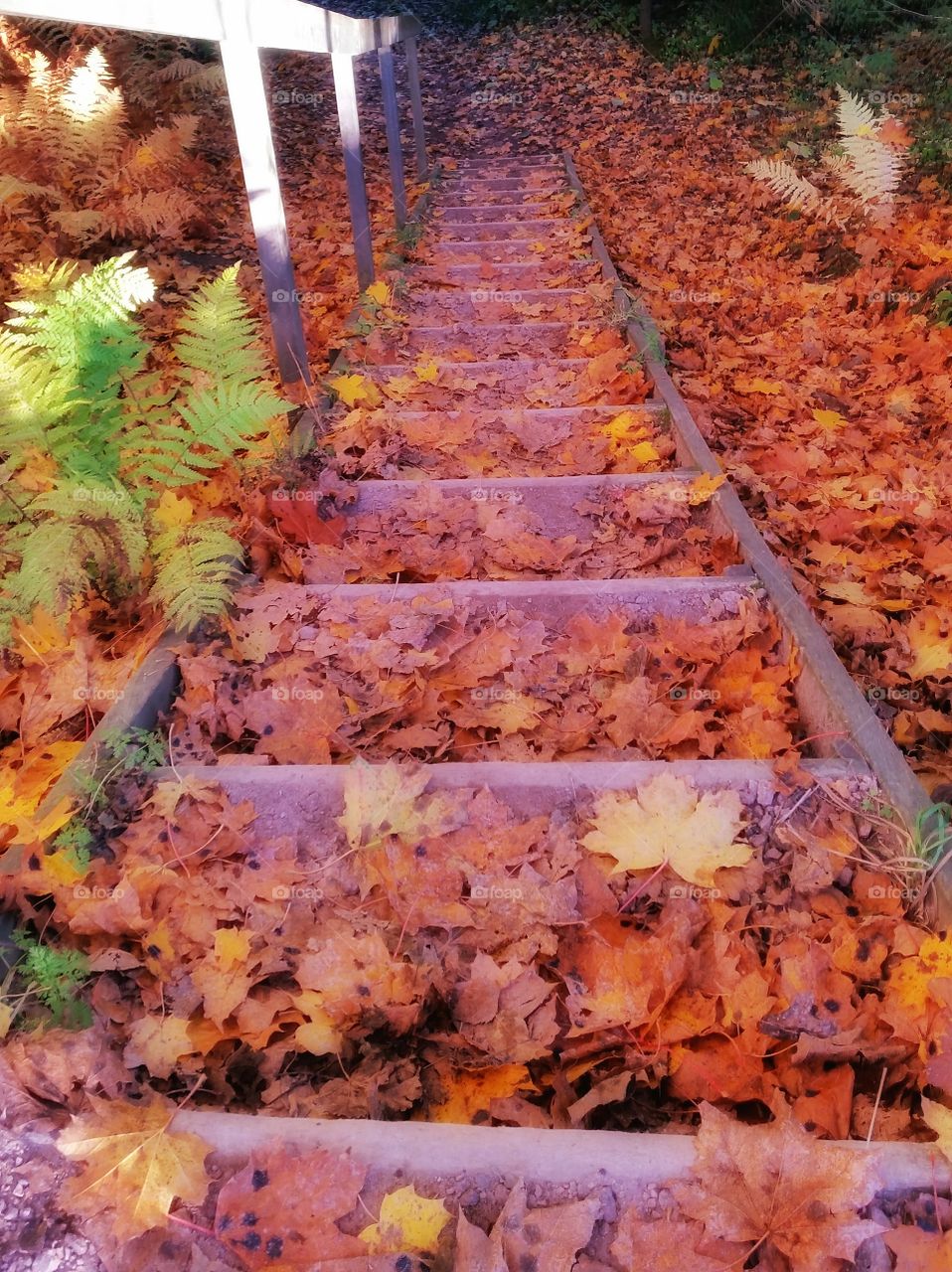 A staircase with leaves