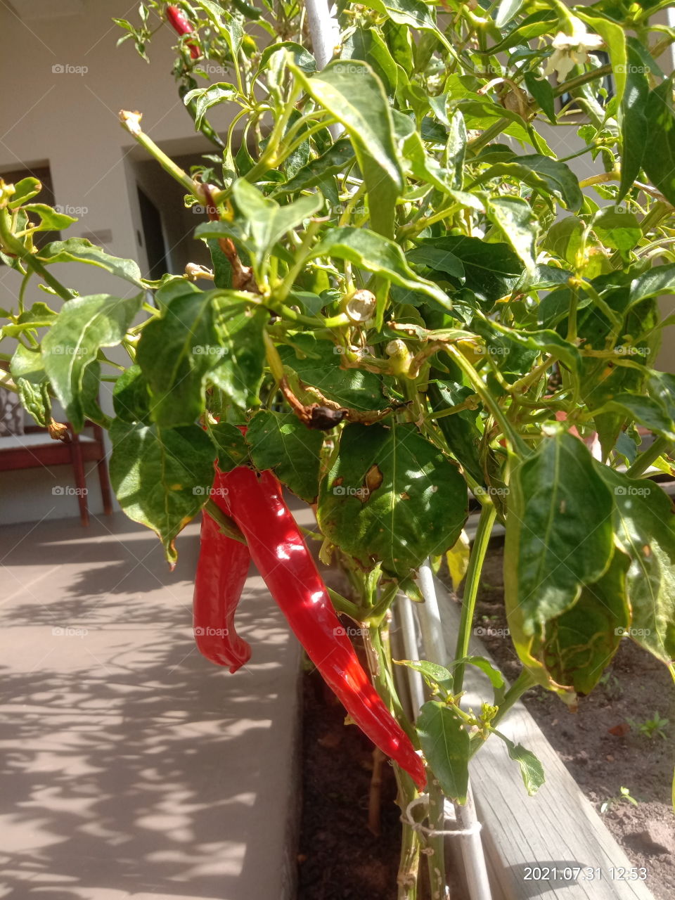 Chillies