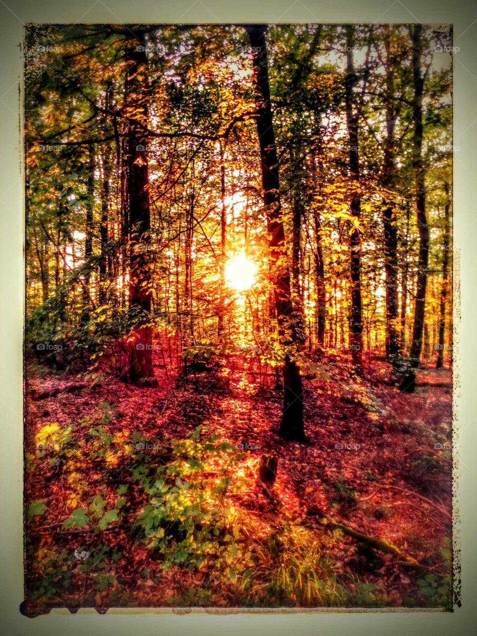 golden forest. a walk with sunset