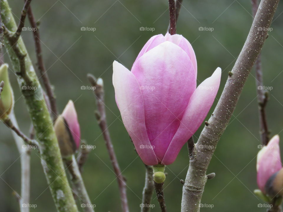 Japanese magnolia in bloom