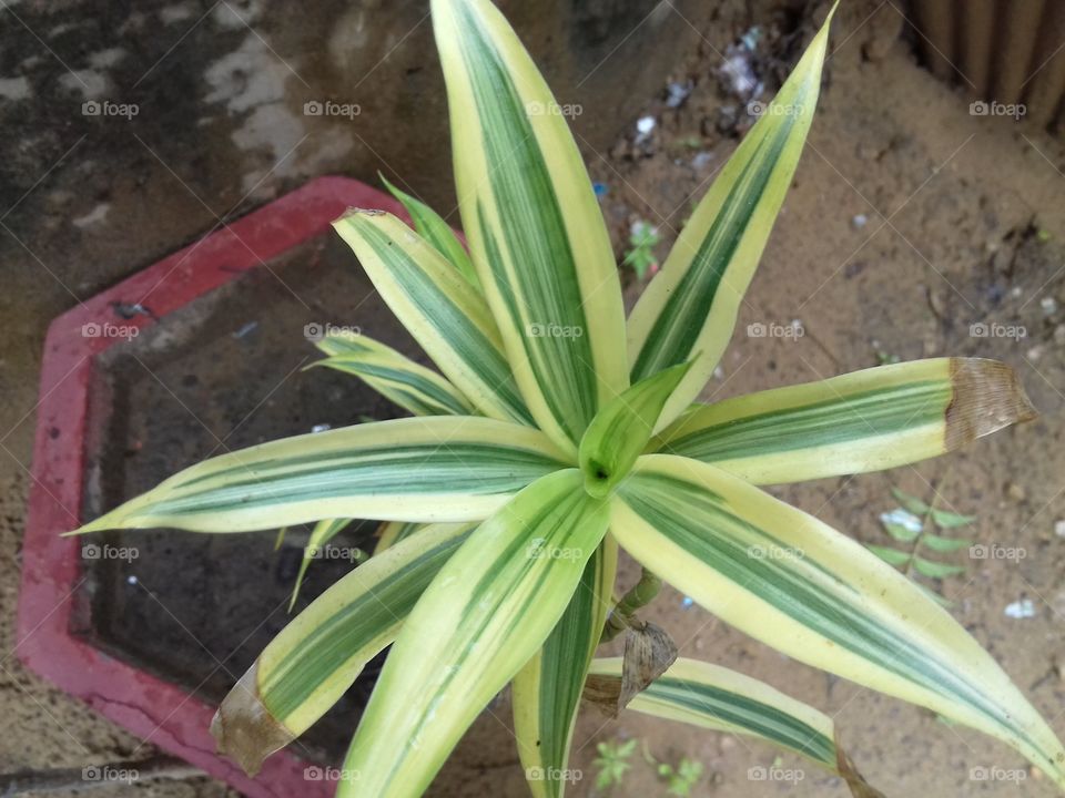 wow! Best blur photography of green plants in garden and park.