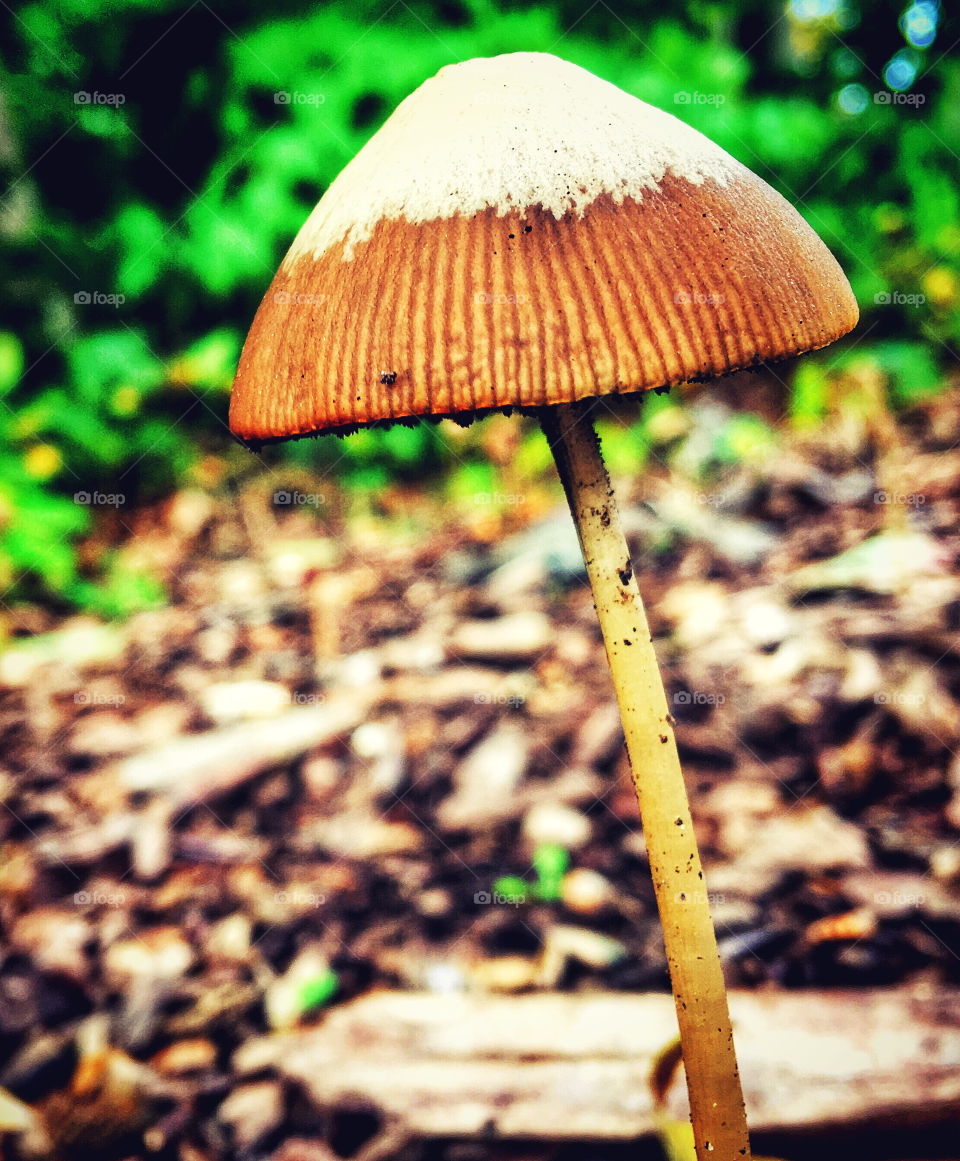 Close-up of mushroom