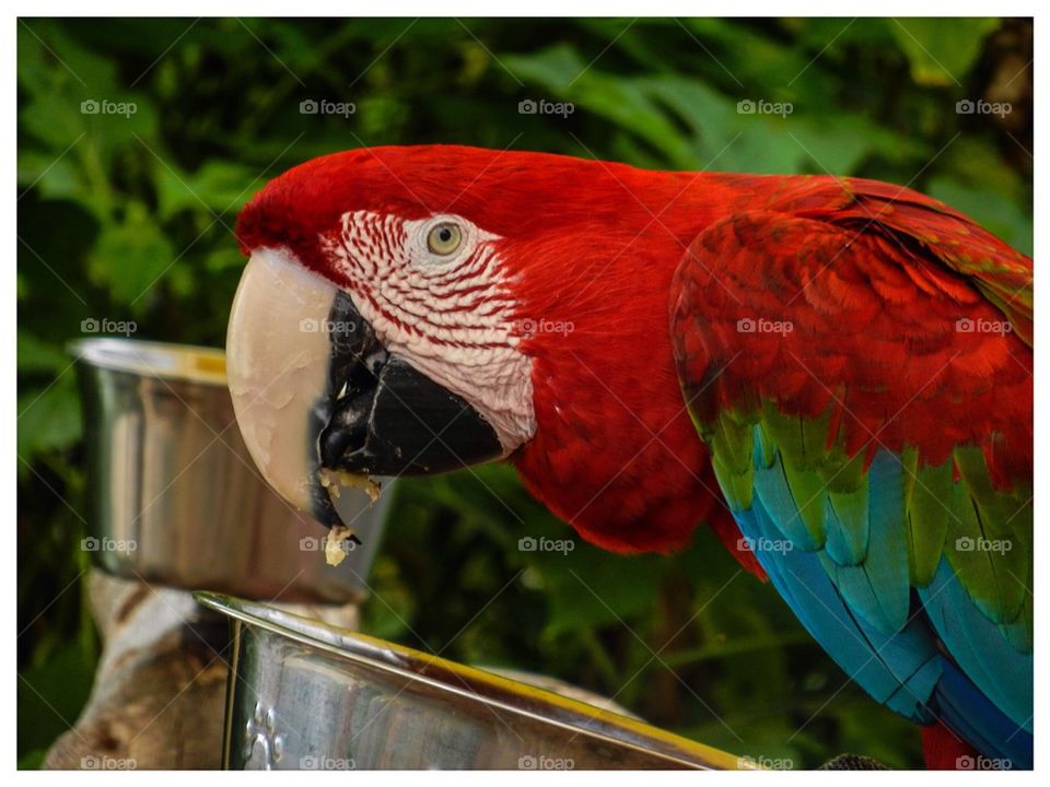 Parrot closeup