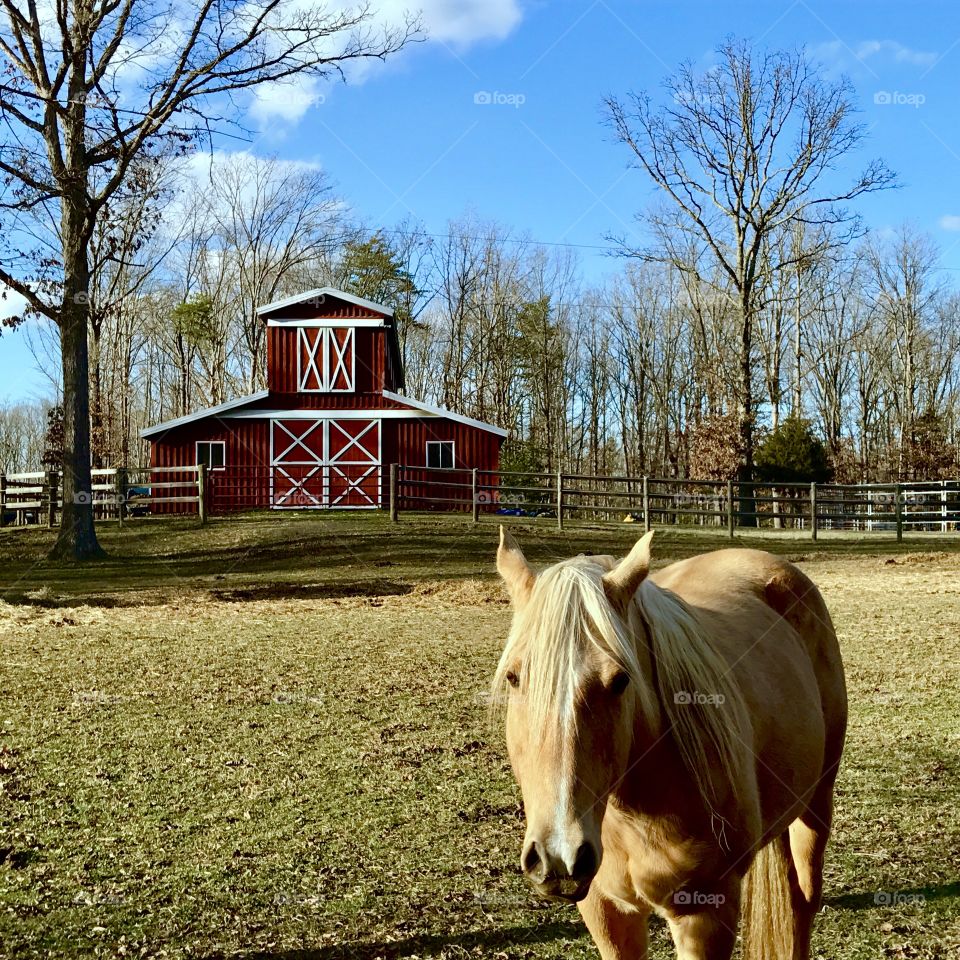 Barn & Horse