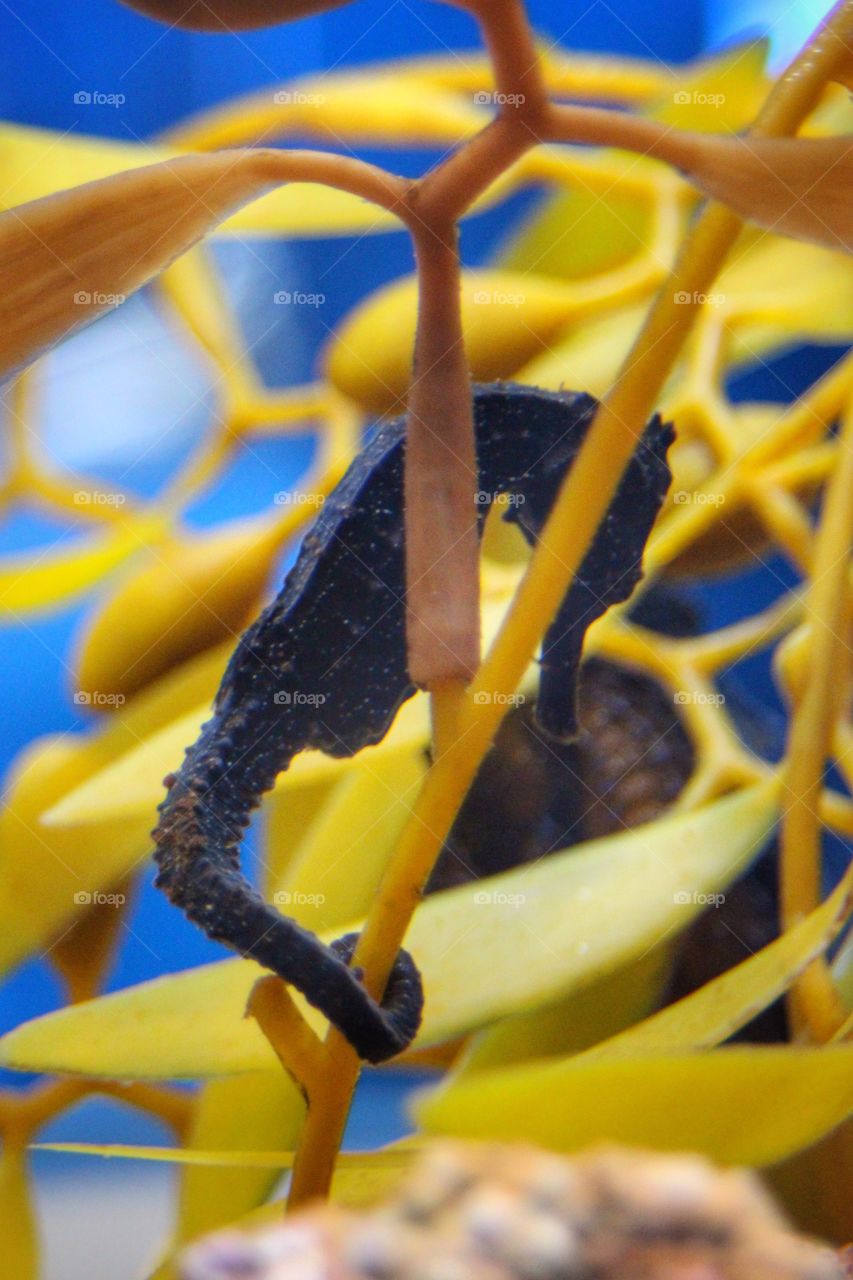 A black seahorse with its tail wrapped around a stalk of yellow seaweed